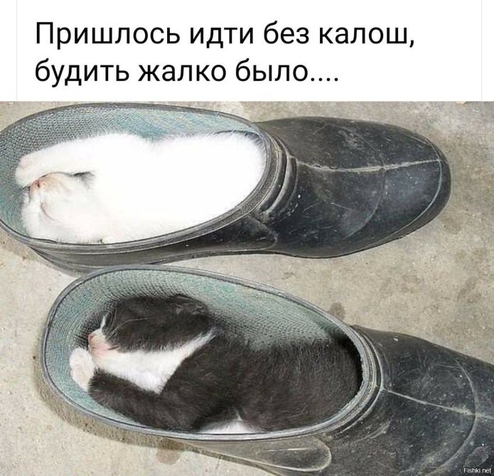 Кот спит в тапке