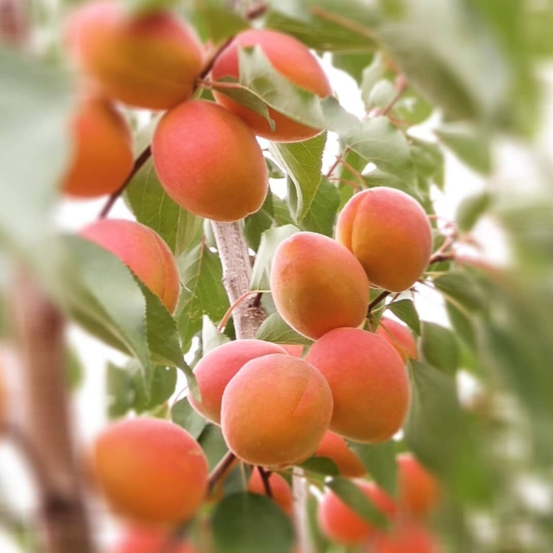 Можно ли посадить абрикос. Абрикос Кишиневский ранний. Абрикос дерево. Абрикос обыкновенный плодовые деревья. Растут на дереве абрикосы.