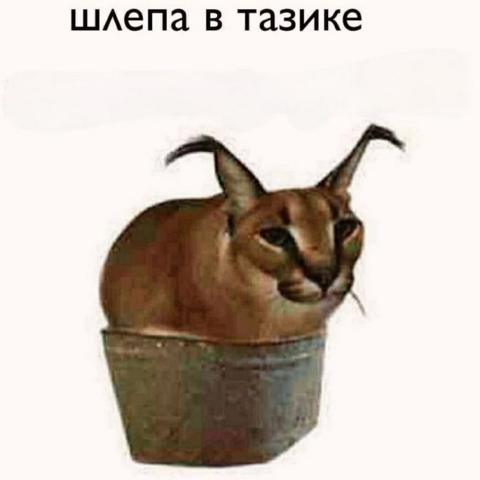 Шлёпа в тазике