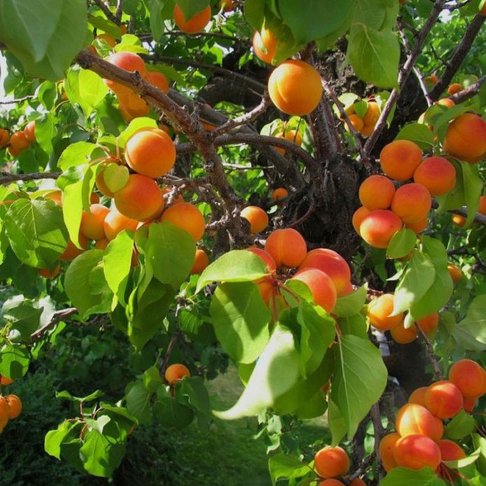 Абрикос Чемальский зимостойкий