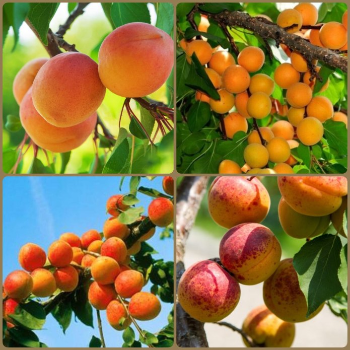 Абрикос Дженгутаевский