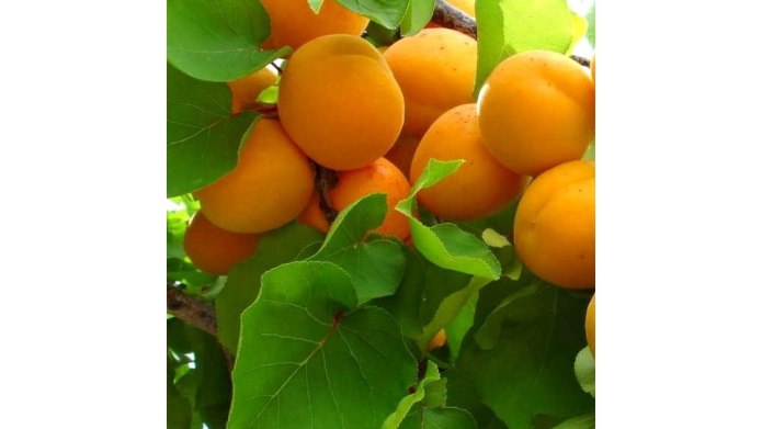 Абрикос сорт Триумф Северный