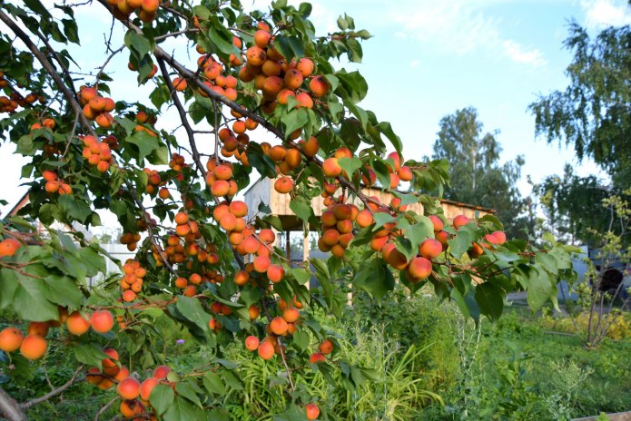 Абрикос дерево