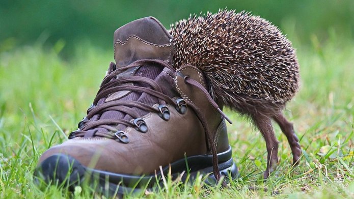 Ноги ежика