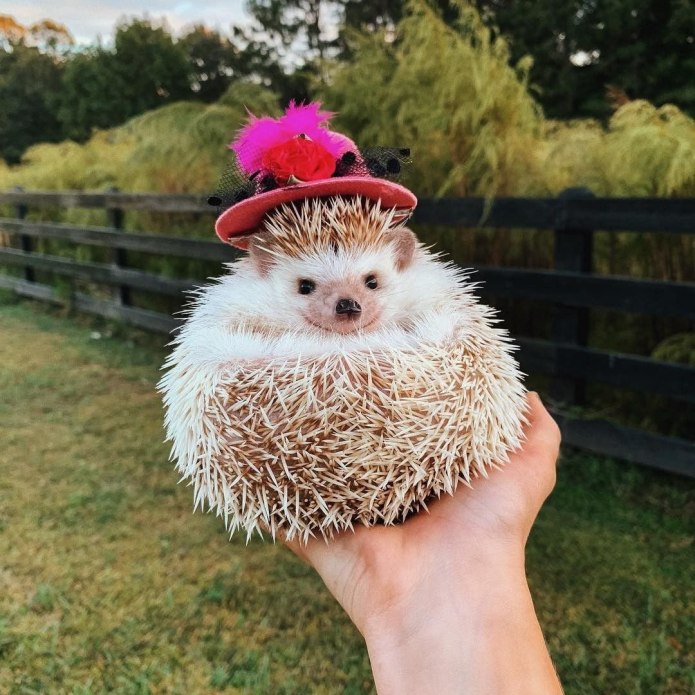 Ежик в шляпе