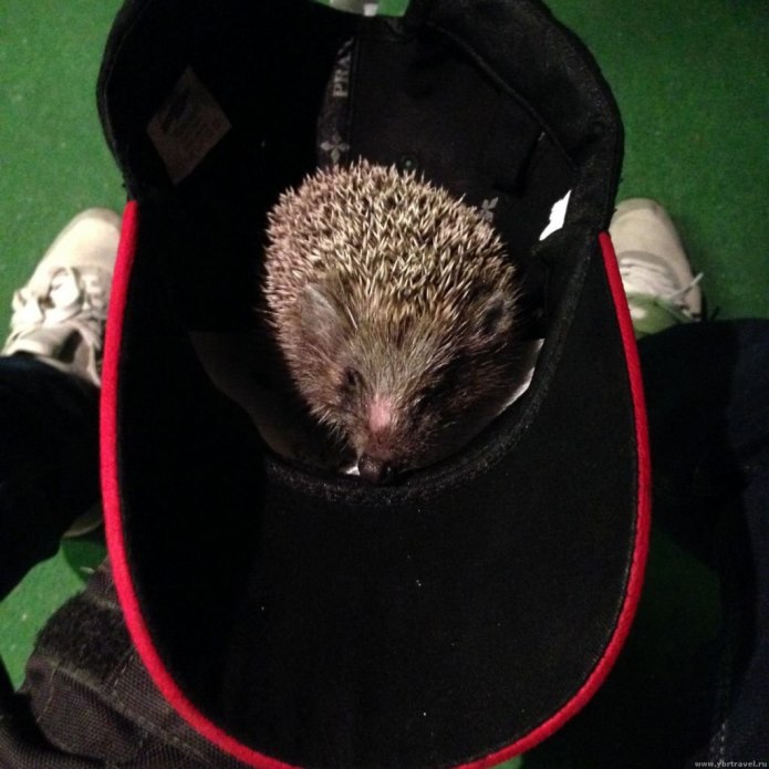 Ежик в фуражке