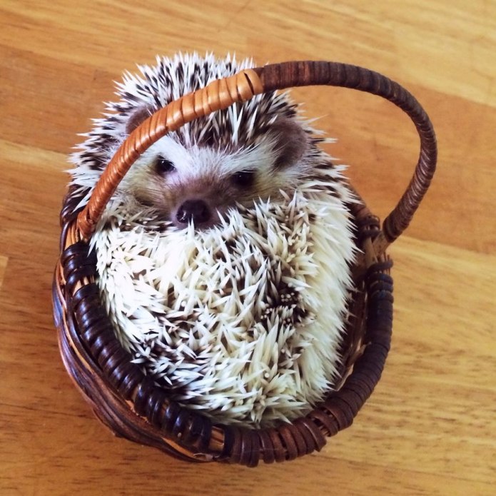 Прикольный ёж
