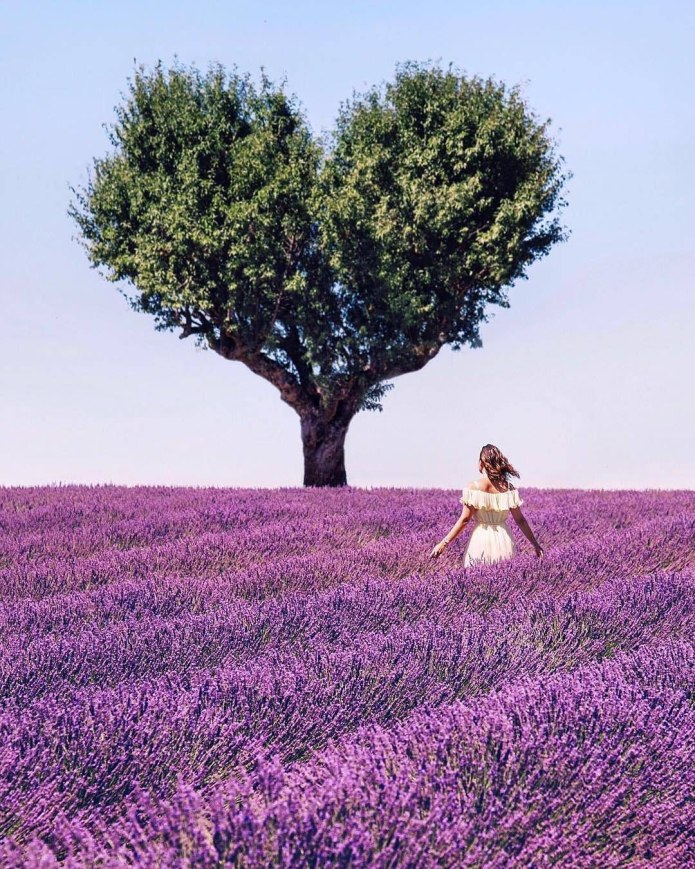 Образы с цветом лаванды