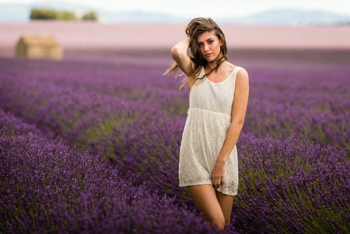 Лавандовое поле с деревом