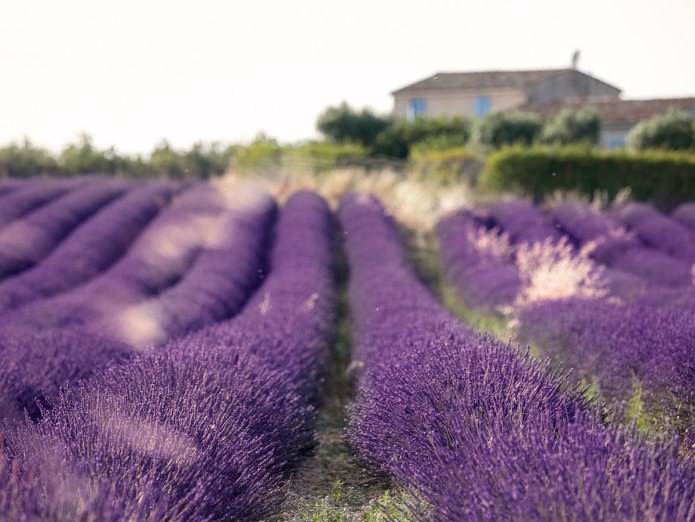 Семейная фотосессия в лаванде