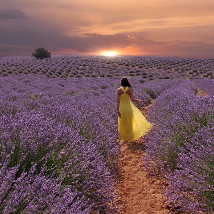 Лавандовые поля в Провансе Франция