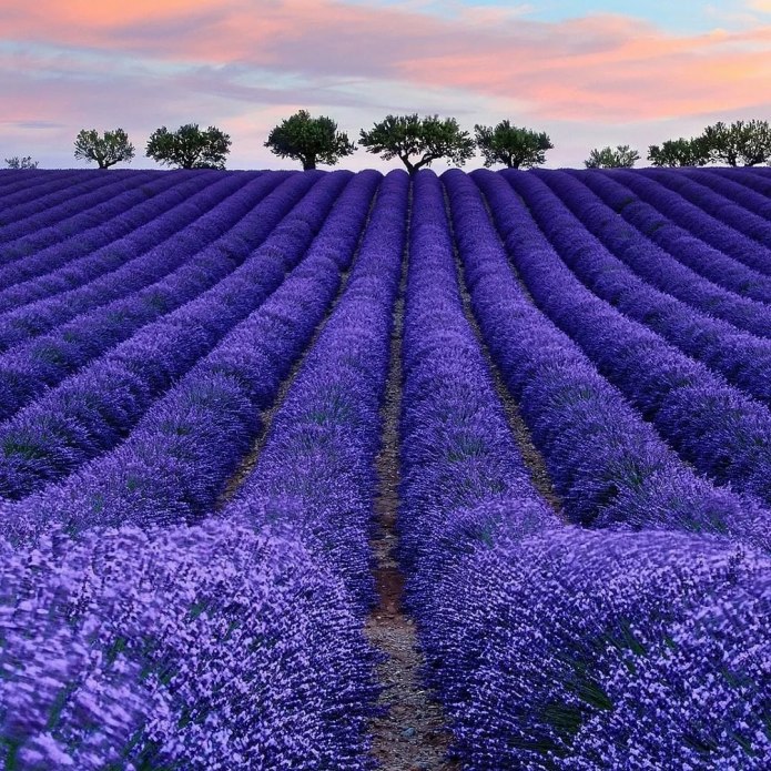 Девушка в лавандовом поле