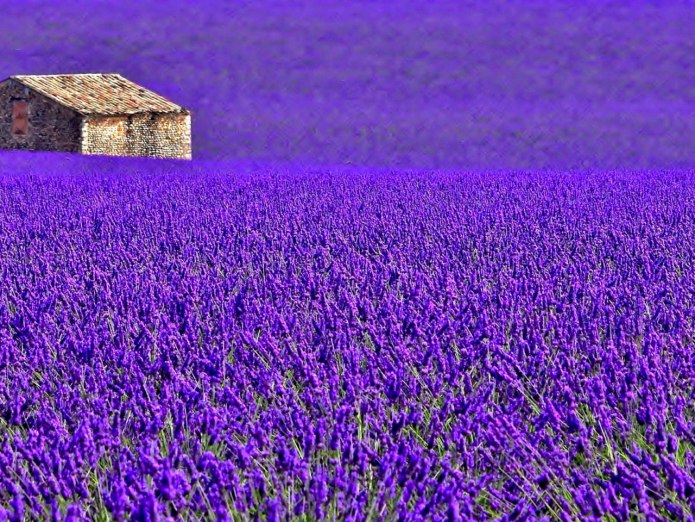 Болливуд в синем Сари