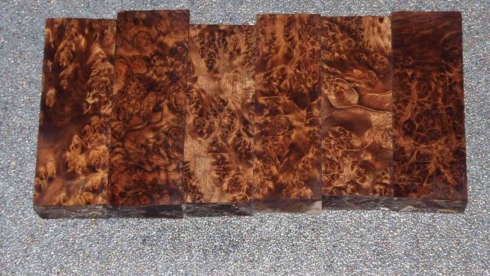 Каповый вяз