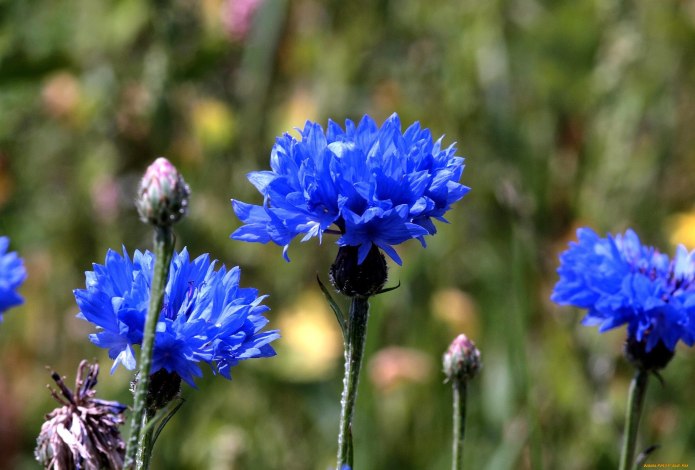 Blue Diadem Василек