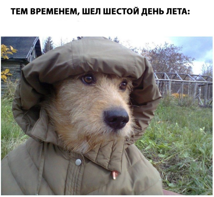 Холодное лето юмор