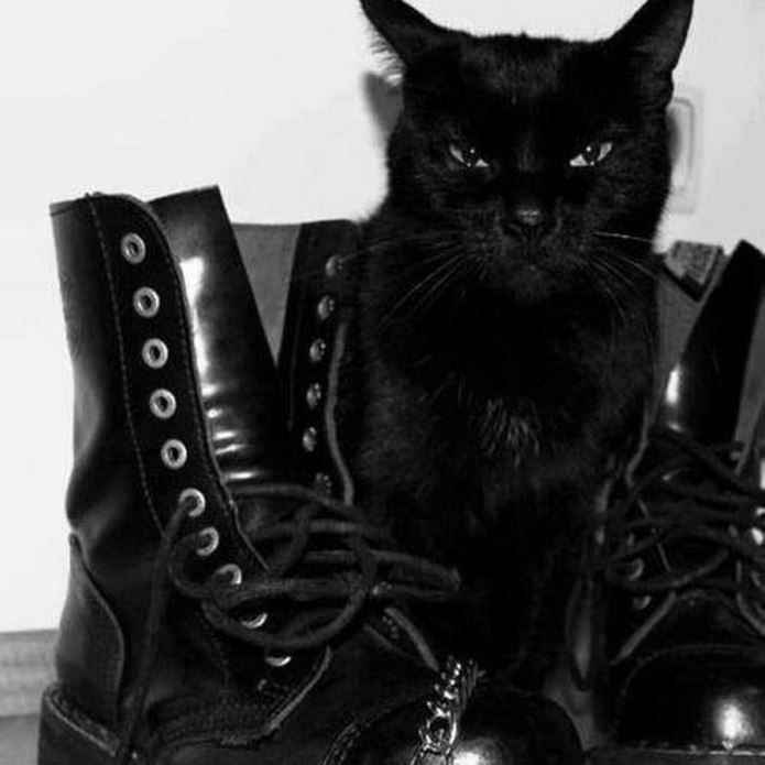 Косуха для котов