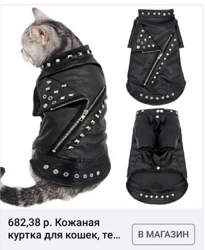 Кот в косухе