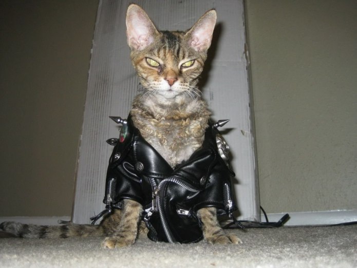 Кот рокер