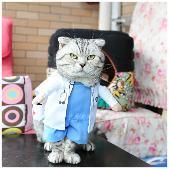 Кот в костюме