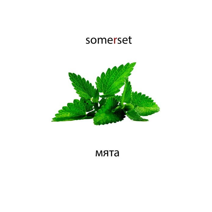Дерево из мяты
