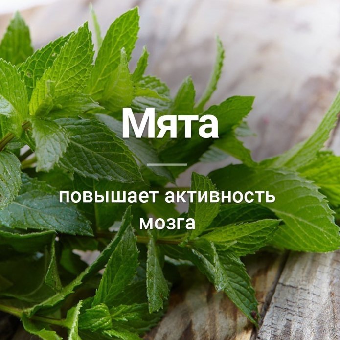 Мята перечная