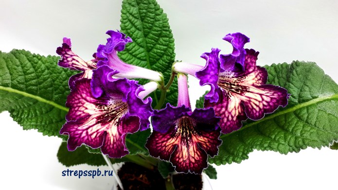 Стрептокарпус Кам Посейдон