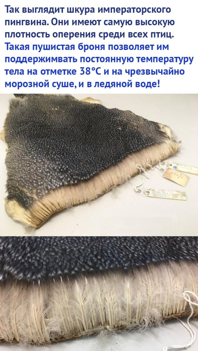 Мех пингвина в разрезе