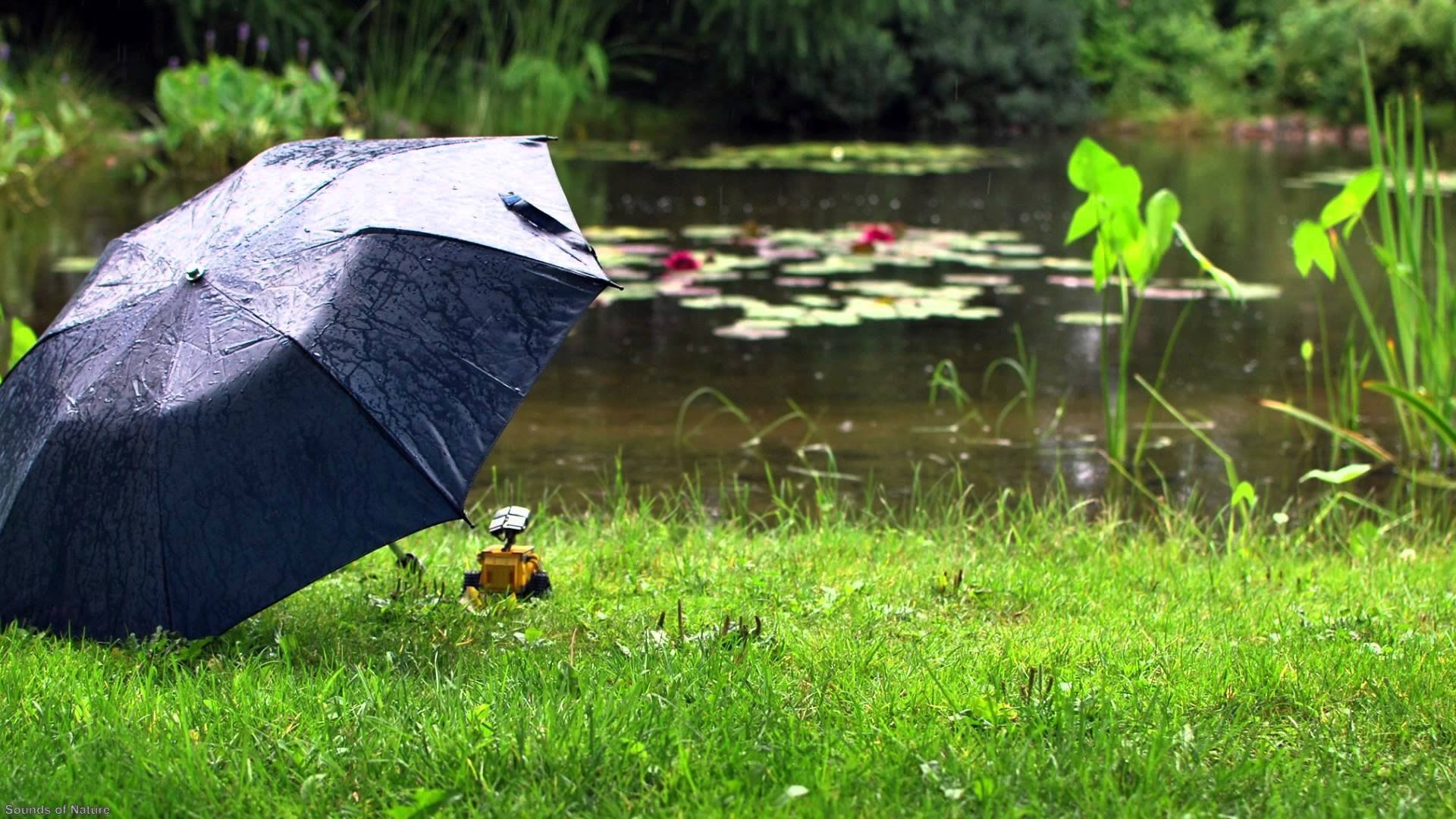 Обои зонтика. Зонтик под дождем. Зонт под дождем. Зонтик на природе. Дождевой зонт.