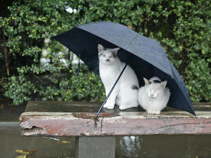 Кот под дождем