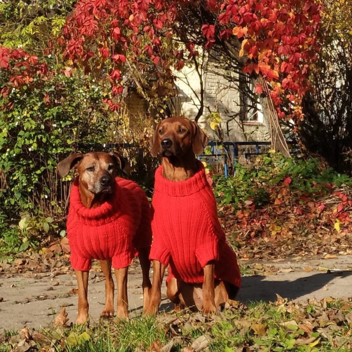 Dogmoda / комбинезон для собак мембрана кобель