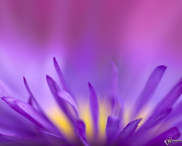 Hex Color Purple