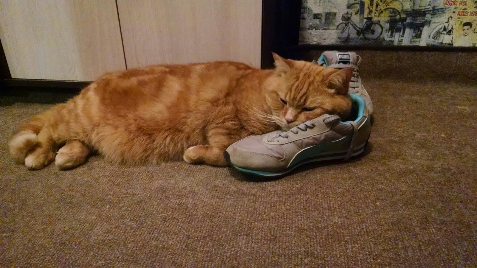 Кот в кроссовках спит