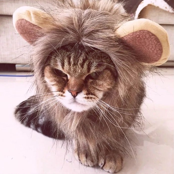 Лев в шапке