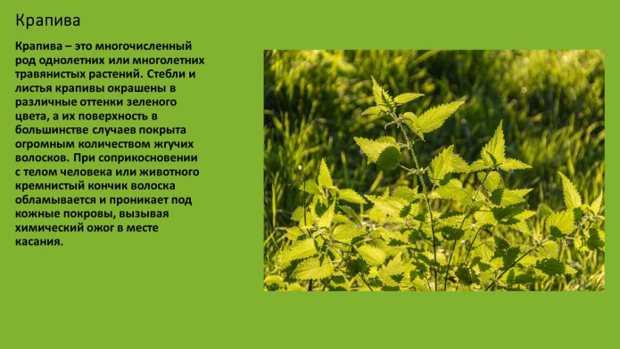 Волокно из крапивы