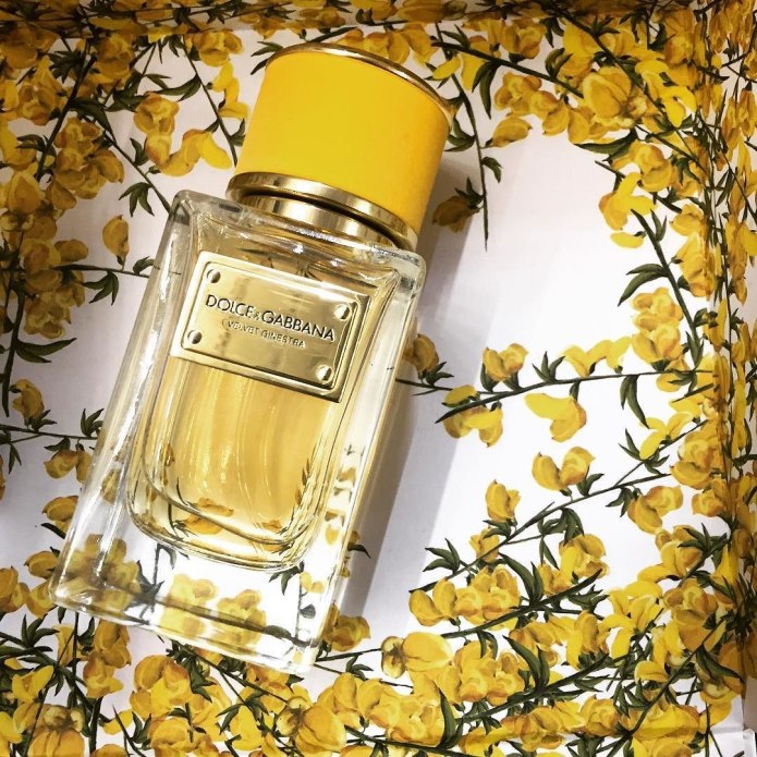 Dolce Gabbana Velvet Mimosa Bloom