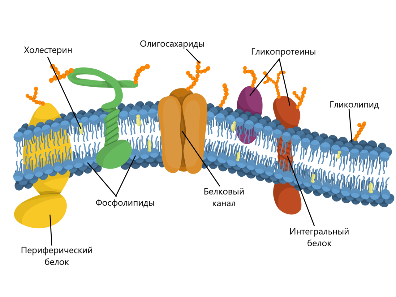 Эукариотическая клетка плазматическая мембрана. Мембраны мембраны клеток эукариот. Строение цитоплазматической мембраны клетки. Эукариотическая мембрана плазматическая мембрана. Строение цитоплазматической мембраны прокариот.