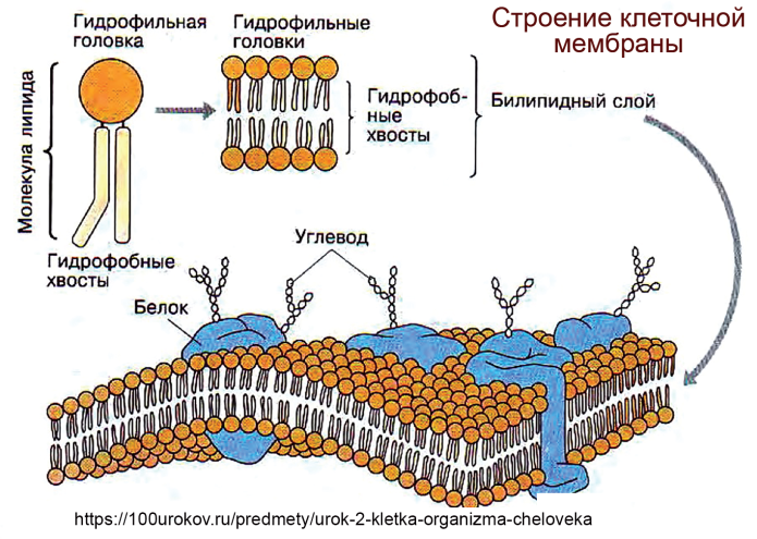 Схема строения клеточной мембраны