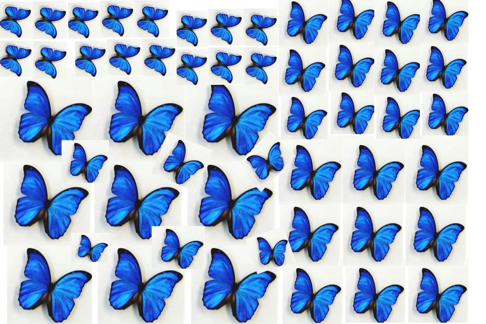 Разных размеров. Бабочки. Бабочки разных цветов. Бабочки разных размеров. Цветные бабочки для печати.